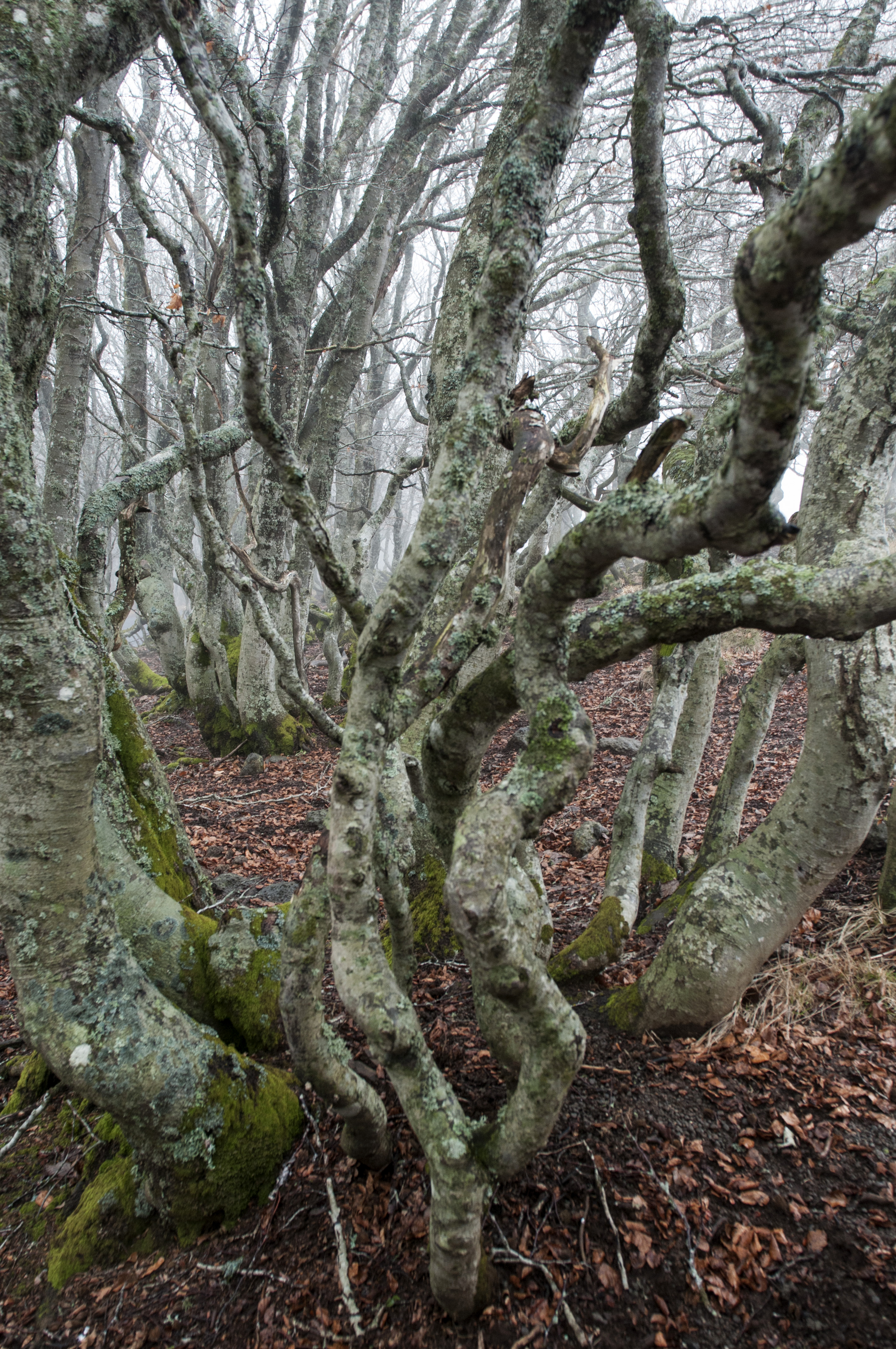 arbres tors 18 01 14  25